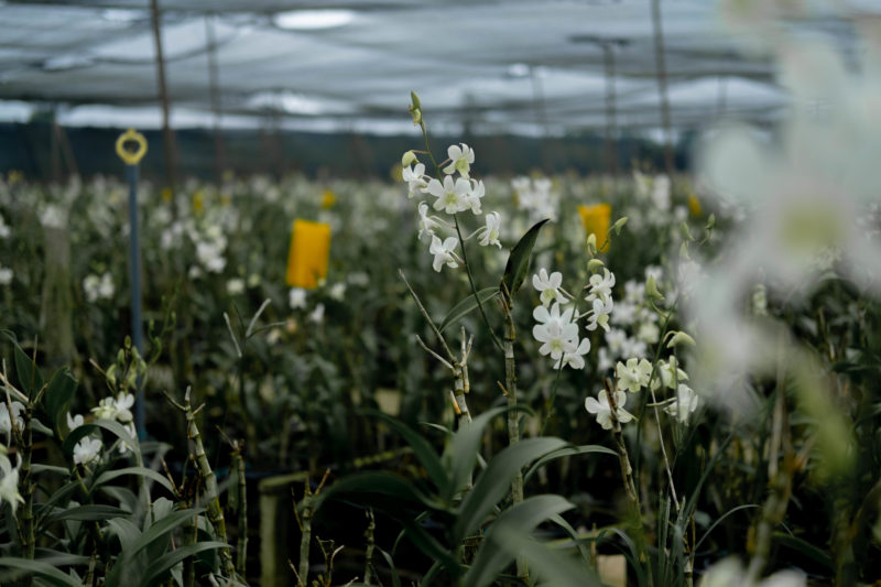 About Us The Flower Factory