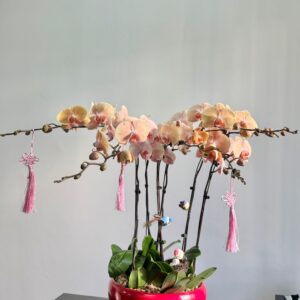 Phalaenopsis Orchid Vase