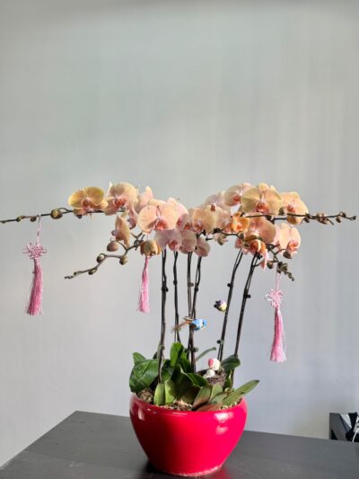 Phalaenopsis Orchid Vase