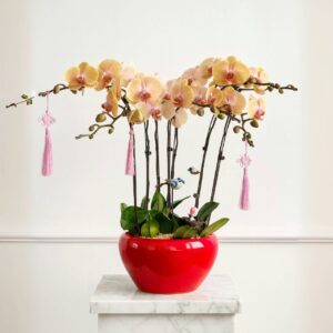 Phalaenopsis Orchid Vase