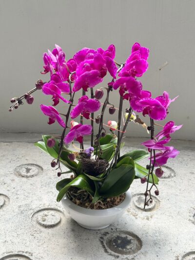 Phalaenopsis Orchid Vase - Image 2
