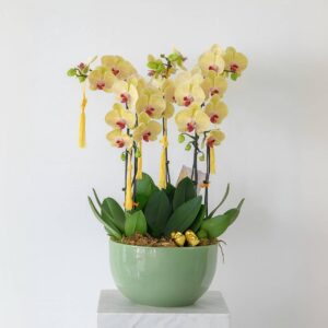 Yellow Phalaenopsis