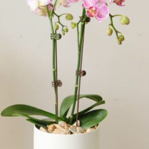 Mini Phalaenopsis