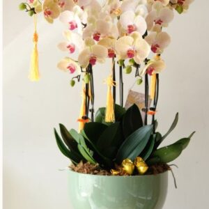 Yellow Phalaenopsis