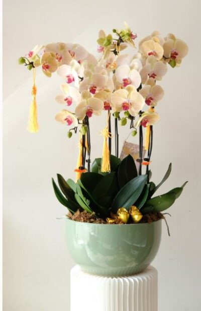 Yellow Phalaenopsis - Image 2