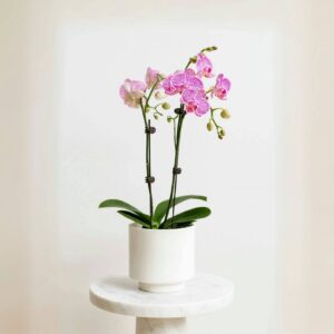 Mini Phalaenopsis