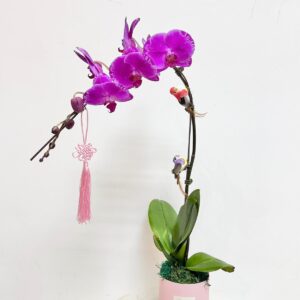 Signature Orchid Floral Box