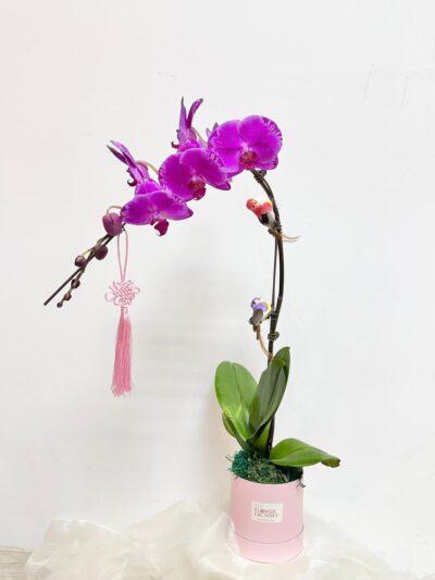 Signature Orchid Floral Box