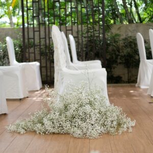 Baby Breath Hedges