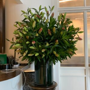 Lily Firework