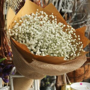 White Gypsophila