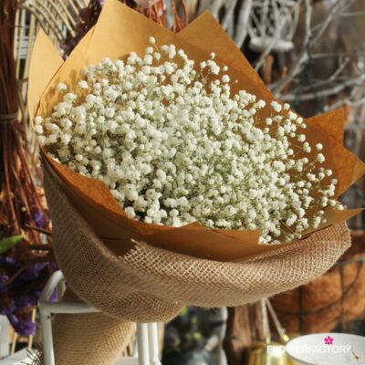 White Gypsophila