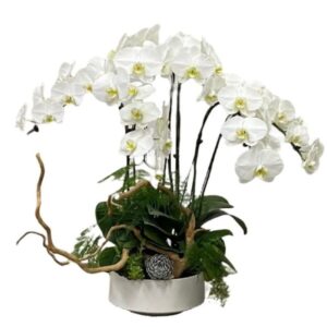 6 in 1 Phalaenopsis Arrangement with Azalea