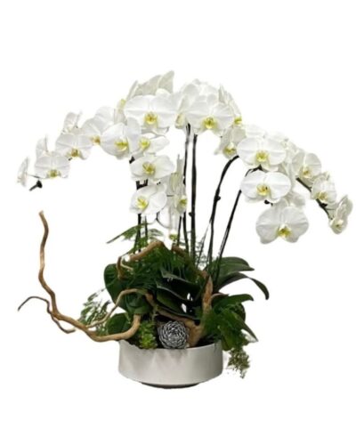 6 in 1 Phalaenopsis Arrangement with Azalea