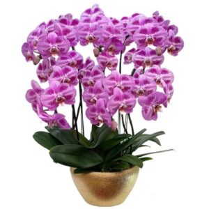 6 phalaenopsis in 1 pot