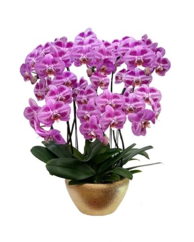 6 phalaenopsis in 1 pot