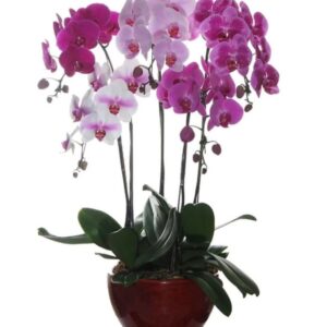 5 phalaenopsis in 1 pot