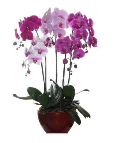 5 phalaenopsis in 1 pot