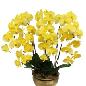 Gorgeous Yellow Print Orchid 6 in 1 Arrangement