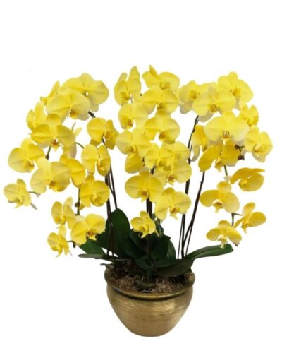 Gorgeous Yellow Print Orchid 6 in 1 Arrangement