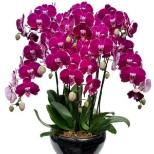 8 phalaenopsis in 1 pot