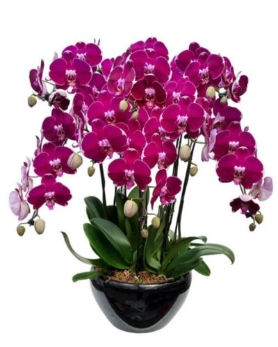 8 phalaenopsis in 1 pot