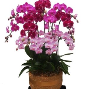 9 phalaenopsis in 1 pot