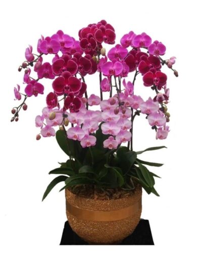 9 phalaenopsis in 1 pot