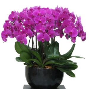 10 phalaenopsis in 1 pot