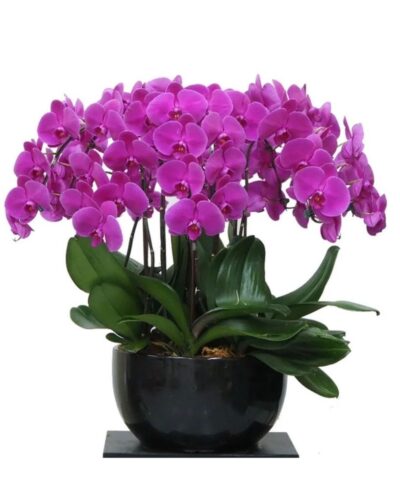 10 phalaenopsis in 1 pot