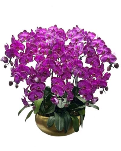 12 phalaenopsis in 1 pot