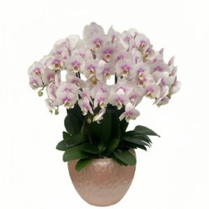【Mother‘s Day] Pink Phalaenopsis Arrangement in ceramic pot