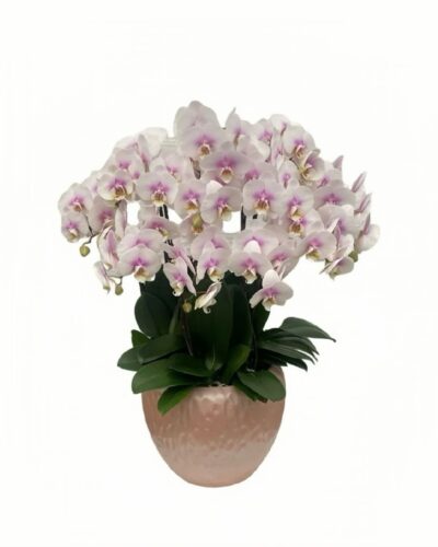【Mother‘s Day] Pink Phalaenopsis Arrangement in ceramic pot