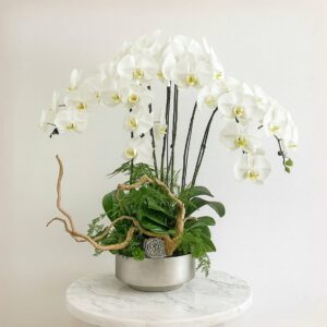 6 in 1 Phalaenopsis Arrangement with Azalea