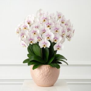 【Mother‘s Day] Pink Phalaenopsis Arrangement in ceramic pot