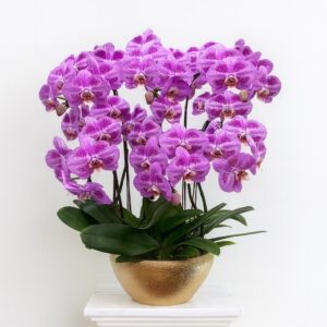6 phalaenopsis in 1 pot