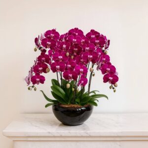 8 phalaenopsis in 1 pot