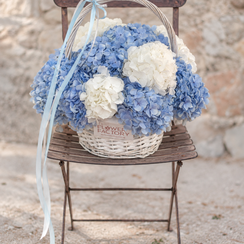 Azure Hydrangea Basket