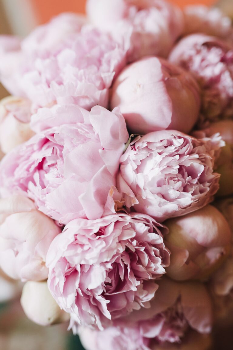 Close-up of fresh blush pink peonies