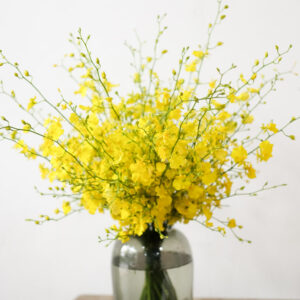 Oncidium En Masse