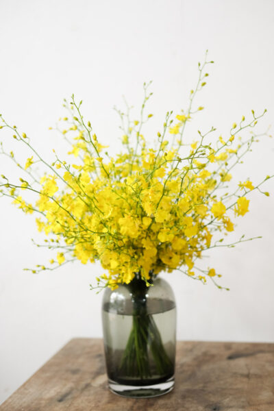 Oncidium En Masse