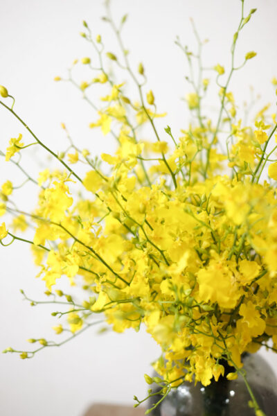 Oncidium En Masse - Image 4