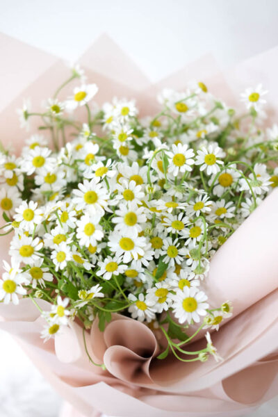 Baby Daisies En Masse - Image 2